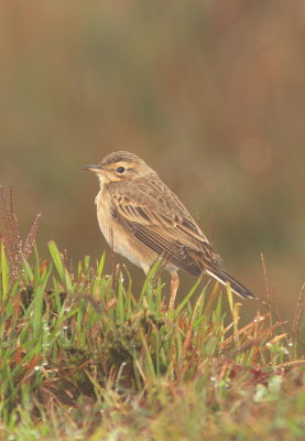 Paddyfield Pipit - Pipit rousset - Anthus rufulus