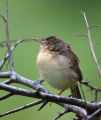 Jungle Prinia - Prinia forestière - Prinia sylvatica