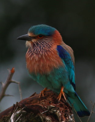 Indian Roller - Rollier indien - Coracias benghalensis