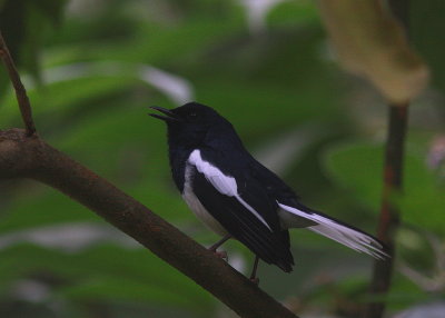 Oriental Magpie-Robin - Shama dayal - Copsychus saularis
