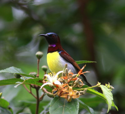 Purple-rumped Sunbird - Souimanga à croupion pourpre - Leptocoma zeylonica