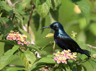 Loten's Sunbird - Souimanga de Loten - Cinnyris lotenius