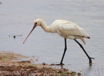 Eurasian Spoonbill - Spatule blanche - Platalea leucorodia