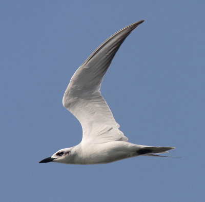 Gull-billed Tern - Sterne hansel - Gelochelidon nilotica