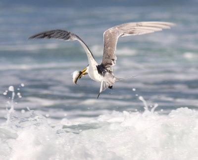 Greater Crested Tern - Sterne huppée - Thalasseus bergii