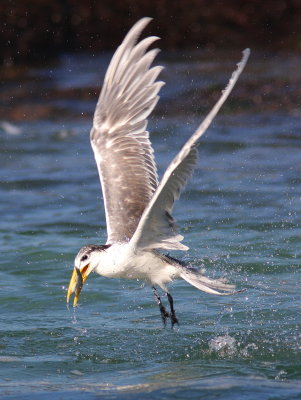 Greater Crested Tern - Sterne huppée - Thalasseus bergii