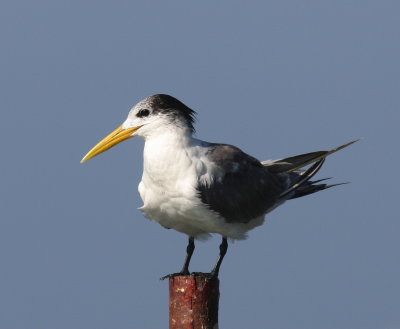 Greater Crested Tern - Sterne huppée - Thalasseus bergii