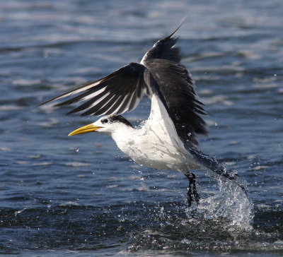 Greater Crested Tern - Sterne huppée - Thalasseus bergii