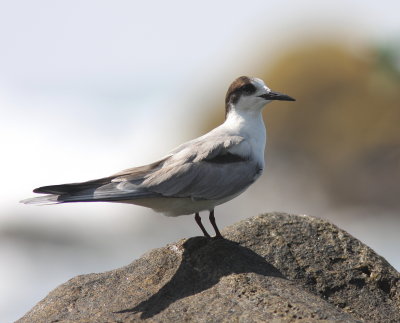 Common Tern - Sterne pierregarrin - Sterna hirundo