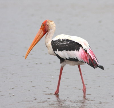 Painted Stork - Tantale indien - Mycteria leucocephala