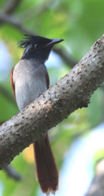 Asian Paradise Flycatcher - Tchitrec du paradis - Terpsiphone paradisi