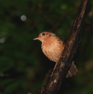 Tawny-bellied Babbler - Timalie à ventre roux - Dumetia hyperythra