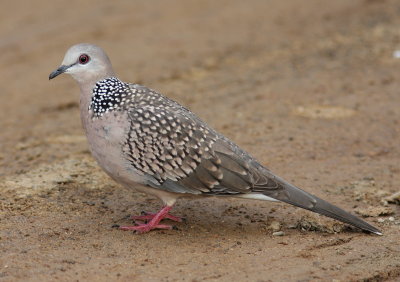 Spotted Dove - Tourterelle tigrine - Spilopelia chinensis