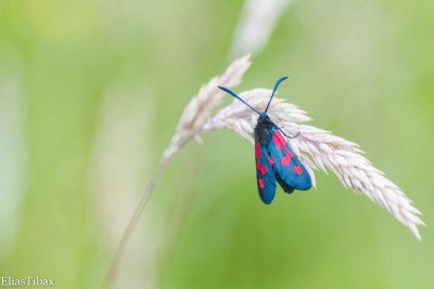 Zygaena viciae