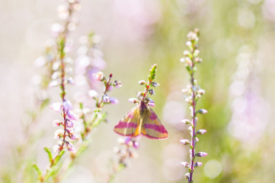 Purple-barred yellow