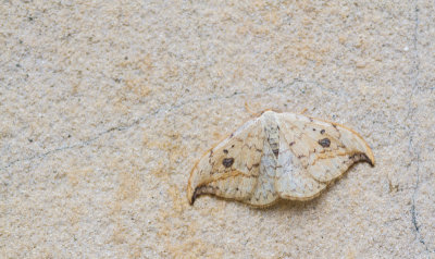 Barred Hook-tip
