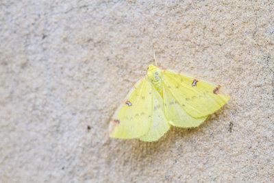 Brimstone moth