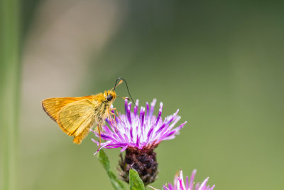 Large skipper