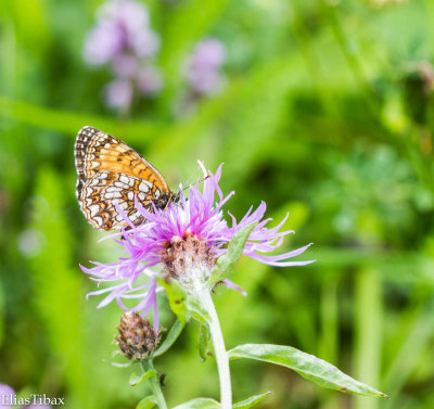 False Heath Fritillary