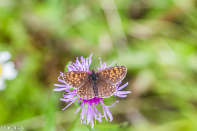 False Heath Fritillary