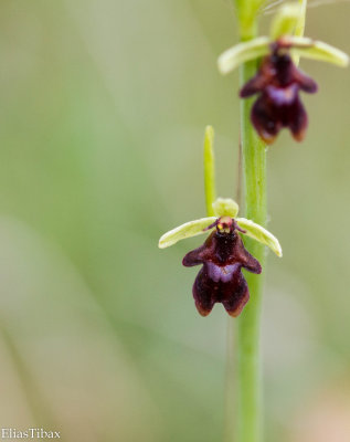 Fly Orchid