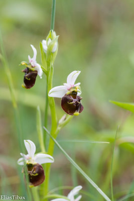Late spider orchid