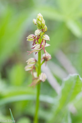 Aceras anthropophorum 