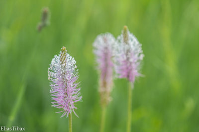 Hoary Plantain	