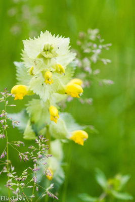 yellow rattle