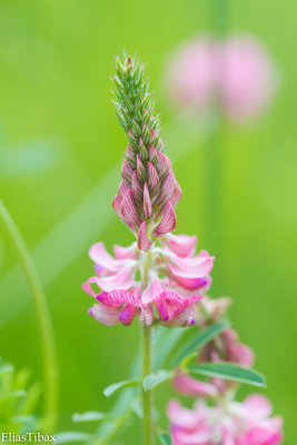 Sainfoin
