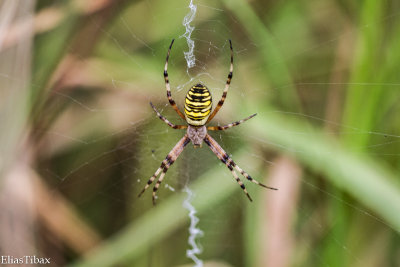 Spiders