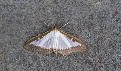Cydalima perspectalis