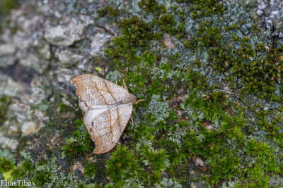 Scalloped Hook-tip
