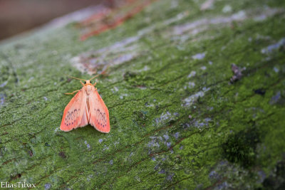 Rosy Footman