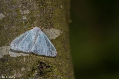 Black V Moth