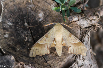 Oak Hawk-moth