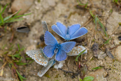Adonis Blue
