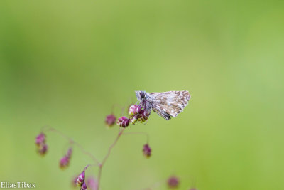 Grizzled Skipper