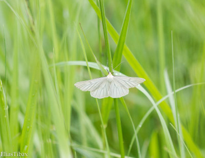 Black-veined Moth