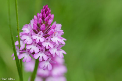 Pyramidal Orchid