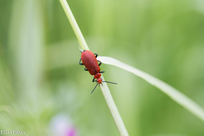 Beetles