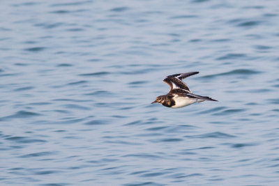 Ruddy turnstone