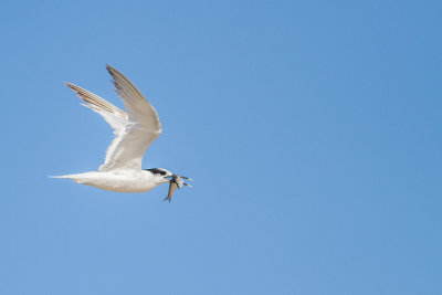 Sandwich tern