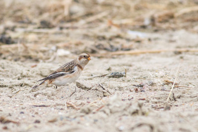 Snow bunting 