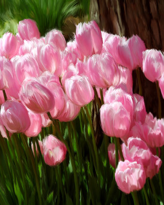 4178-pink tulips-sm.jpg