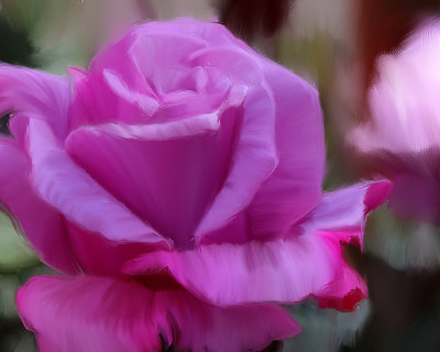 lavender rose-02.jpg