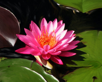 water lily-01-a.jpg