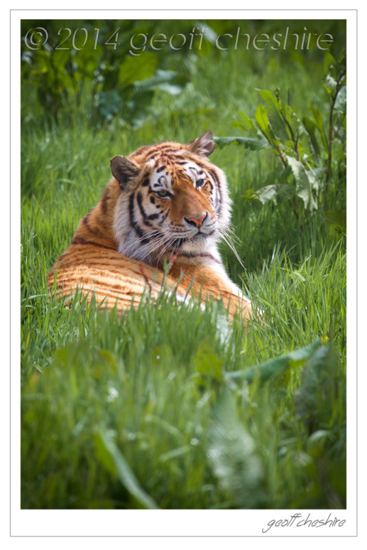Female tiger at Knowsley Safari Park (1)