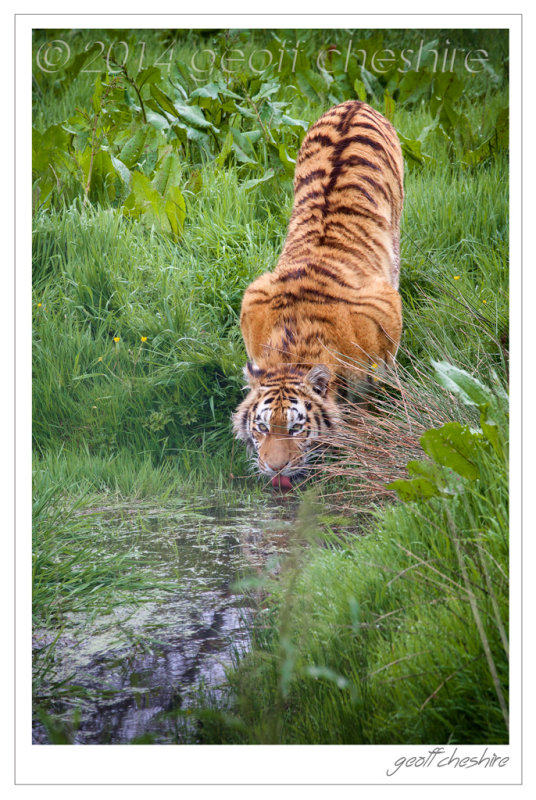 Female tiger drinking at Knowsley Safari Park