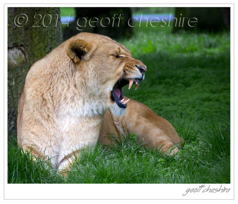 Lion growling at Knowsley